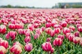 Pink tulips flowers filed, in Holland