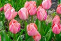 Pink tulips flowers with green leaves blooming in a meadow, park, flowerbed outdoor Royalty Free Stock Photo