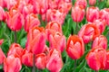 Pink tulips flowers with green leaves blooming in a meadow, park, flowerbed outdoor Royalty Free Stock Photo