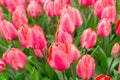 Pink tulips flowers with green leaves blooming in a meadow, park, flowerbed outdoor Royalty Free Stock Photo