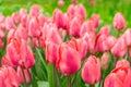 Pink tulips flowers with green leaves blooming in a meadow, park, flowerbed outdoor Royalty Free Stock Photo