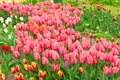 Pink tulips flowers with green leaves blooming in a meadow, park, flowerbed outdoor Royalty Free Stock Photo
