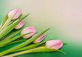 Pink tulips flowers and heart shape gift box, genus Tulipa, family Liliaceae on green light background, close up Royalty Free Stock Photo