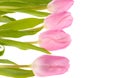 Pink tulips flowers isolated on white background Royalty Free Stock Photo