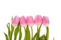 Pink tulips flowers isolated on white background Royalty Free Stock Photo