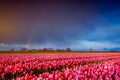 Pink tulips flowers landscape with rainbow in Holland , spring time flowers in Keukenhof