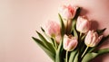 Pink tulips flowers on light pink background