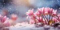 Pink tulips, flowers in the snow, beginning of spring, March 8th. Generative AI Royalty Free Stock Photo