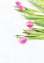 Pink Tulips Flowers White Background Snow Royalty Free Stock Photo