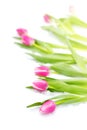 Pink Tulips Flowers White Background Snow Royalty Free Stock Photo