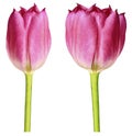 Pink  tulips. Flowers on a white isolated background with clipping path.  Closeup.  no shadows.  Buds of a tulips on a green stalk Royalty Free Stock Photo