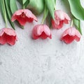 Pink tulips flowers on white stone background. Card for Mothers day, 8 March, Happy Easter. Waiting for spring. Greeting card. Royalty Free Stock Photo