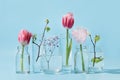 Pink tulips and fresh birch branches distorted through liquid water in glasses. Close up. Spring decor.