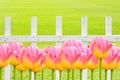 Pink Tulips , Fresh spring tulips flowers with white wooden fence