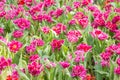 Pink tulips in full bloom in the field. Royalty Free Stock Photo