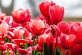 Pink tulips in public park Royalty Free Stock Photo