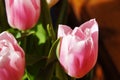 Pink tulips in the garden background. delicate flowers spring tulips grow in the garden