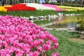 Pink tulips in garden in big park