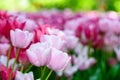 Pink tulips