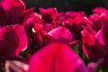 Pink tulips garden Royalty Free Stock Photo