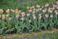 Pink tulips in the garden close-up Royalty Free Stock Photo