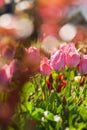 Pink tulips garden close-up in the bright rays of the sun Royalty Free Stock Photo