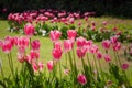 Pink tulips garden close-up in the bright rays of the sun Royalty Free Stock Photo