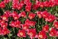 Pink tulips in the garden. Flowers background, top view. Sunny d