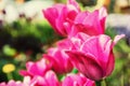 Pink tulips in the garden, springtime, photo filter Royalty Free Stock Photo