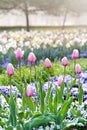 Pink Tulips, garden Stromovka in Prague Royalty Free Stock Photo