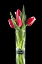 Pink tulips in a glass vase Royalty Free Stock Photo