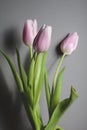 Pink tulips in a glass vase stand on the table, on a gray background Royalty Free Stock Photo