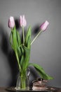 Pink tulips in a glass vase stand on the table, on a gray background Royalty Free Stock Photo