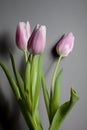 Pink tulips in a glass vase stand on the table, on a gray background