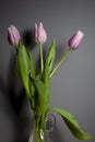 Pink tulips in a glass vase stand on the table, on a gray background Royalty Free Stock Photo