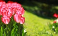 Pink tulips on green background