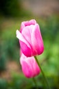 Pink tulips Royalty Free Stock Photo