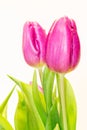 Pink Tulips