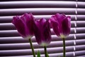 Pink tulips with green leaves on background of blinds for windows