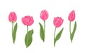 Pink tulips with green leaves set. Beautiful spring flowers of different shapes Royalty Free Stock Photo