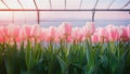 Pink tulips in greenhouse against soft pastel background