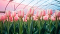 Pink tulips in greenhouse against soft pastel background