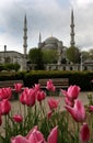 Tulips grow adjacent to the Blue Mosque at Istanbul in Turkey. Royalty Free Stock Photo