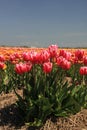 Pink tulips growing on a fiield