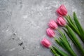 Pink tulips on grunge grey background Royalty Free Stock Photo