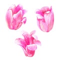 Pink tulips. Hand drawn watercolor illustration. Isolated on white background