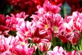 Pink tulips Royalty Free Stock Photo