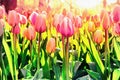 Pink tulips in Holland. The works in the style of watercolor pai