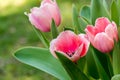 Pink Tulips II