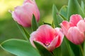 Pink Tulips III Royalty Free Stock Photo